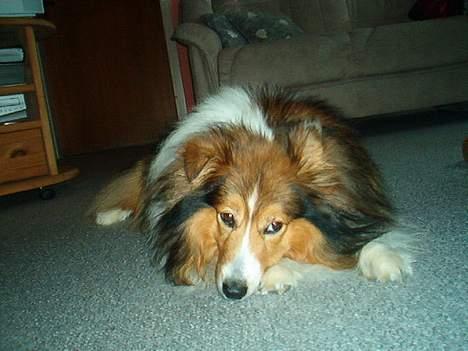 Shetland sheepdog Rollif`f  Boy billede 4