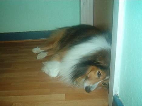 Shetland sheepdog Rollif`f  Boy billede 5