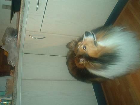Shetland sheepdog Rollif`f  Boy billede 6