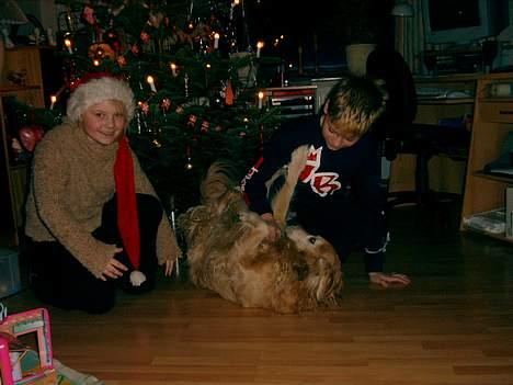 Blanding af racer Max - Leger lige med et par nisser billede 4