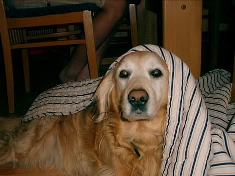 Blanding af racer Max - Kan I finde mig billede 5