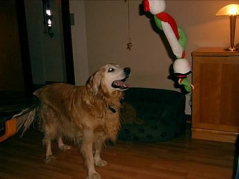 Blanding af racer Max - Æv - der er altid nogen der vil tage mit legetøj billede 7