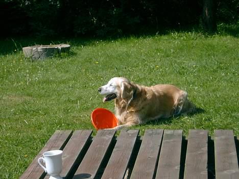 Blanding af racer Max - Er der nogen der gider lege? billede 10