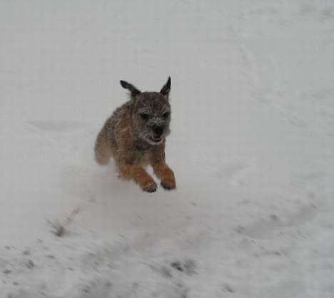 Border terrier Charlie - Flying Charlie billede 13