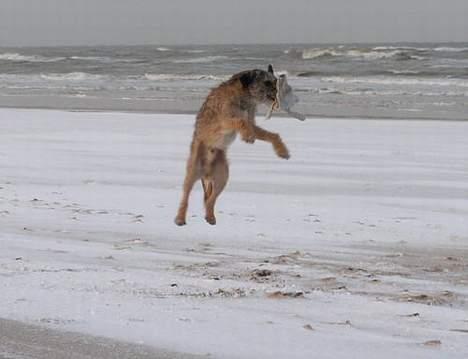 Border terrier Charlie - Haps!! en flyvende handske billede 14