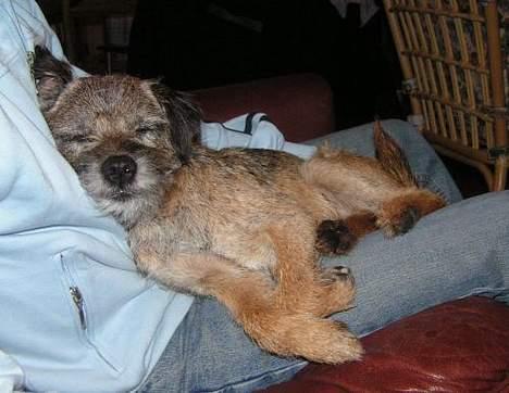 Border terrier Charlie - Splat -hvor er jeg træt billede 15