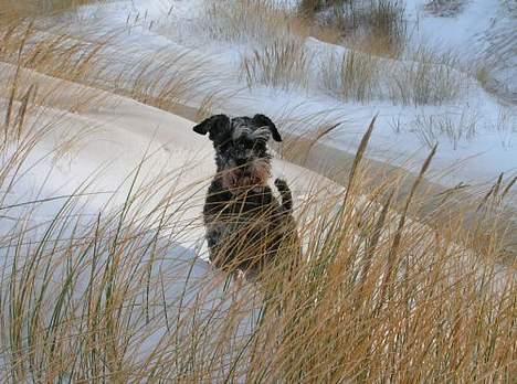 Dvaergschnauzer Cookie - Cookie i kitterne ved Tannis billede 12