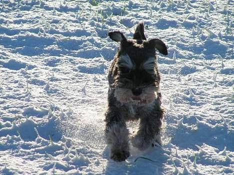 Dvaergschnauzer Cookie - Vinter 2006 billede 13
