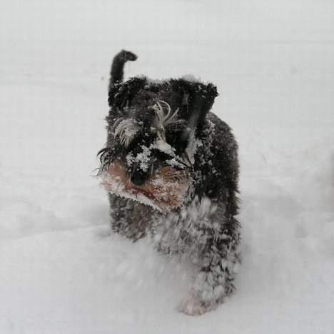 Dvaergschnauzer Cookie - Cookie i sneen billede 14