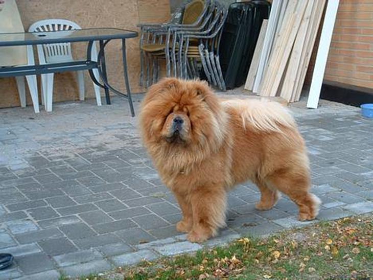 Chow chow Trever of The Chinas Joy - Trever i sommerhus billede 1