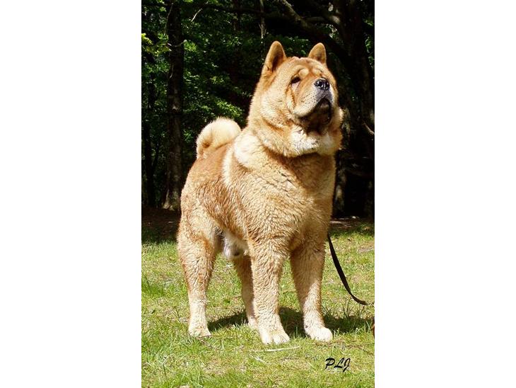 Chow chow Bidachow's A-Smooth Aslan - Basse i skoven billede 1