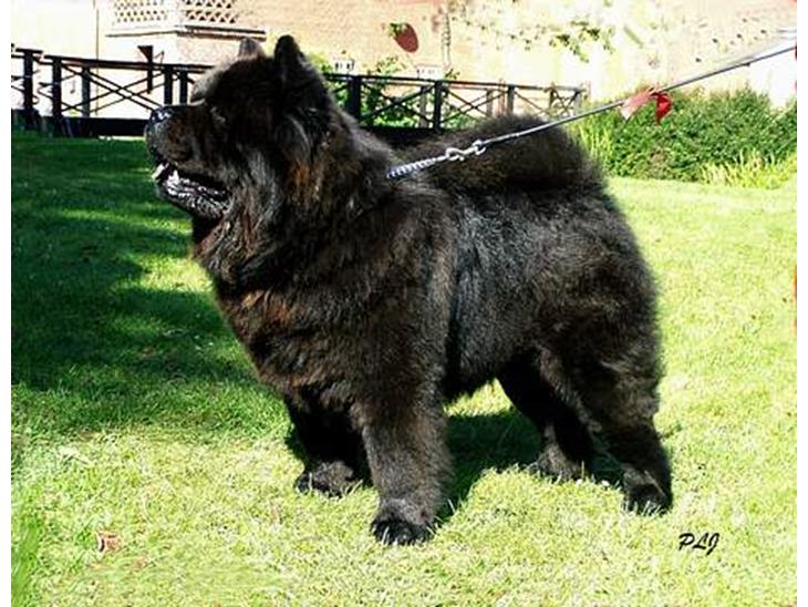 Chow chow Shi'tou Cassiterit - Simba på udstilling billede 1
