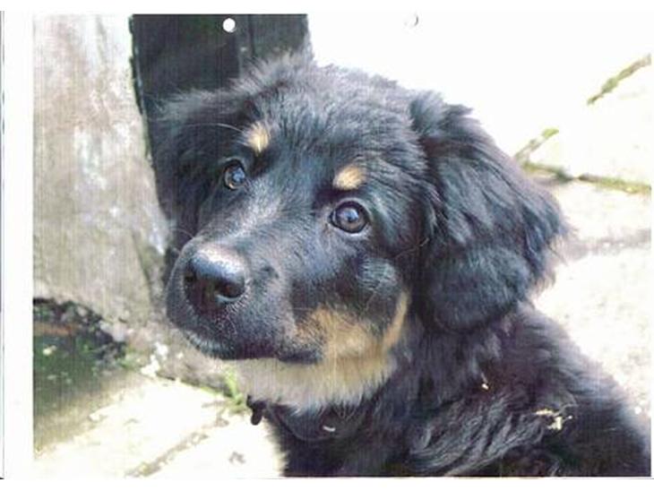 {{currentPhoto.altText}} billede {{currentPhoto.number}}