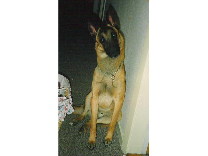 Malinois Jeroen Isell R.I.P billede 1