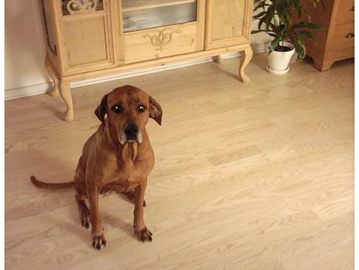 Rhodesian ridgeback R.I.P Nala billede 1