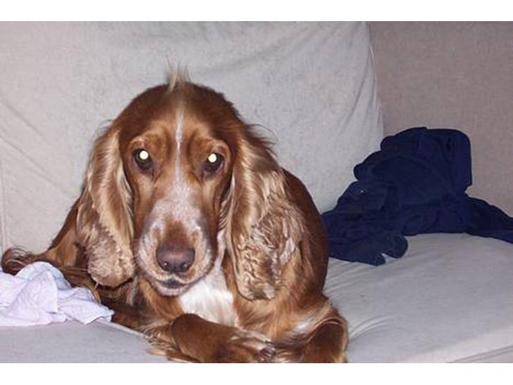 Cocker spaniel ida - ida ligger og slanger sig på sofaen billede 1