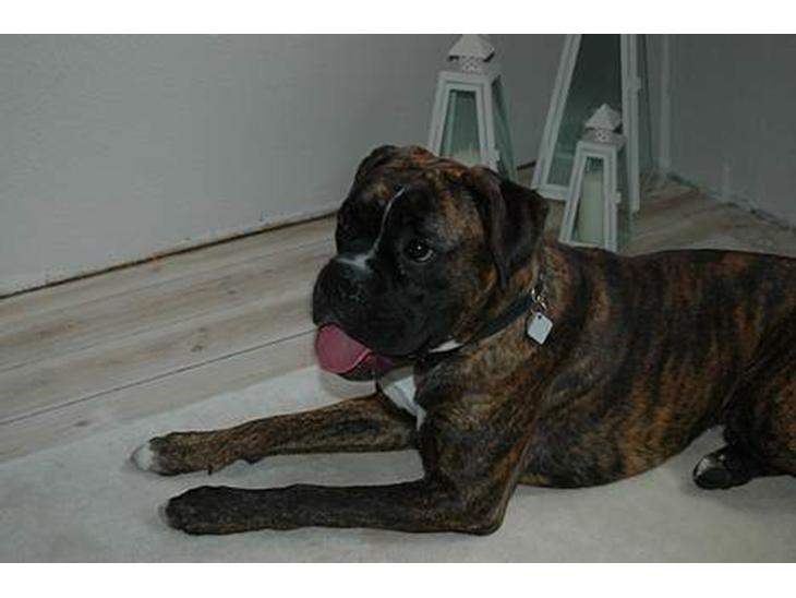 Boxer zep billede 1