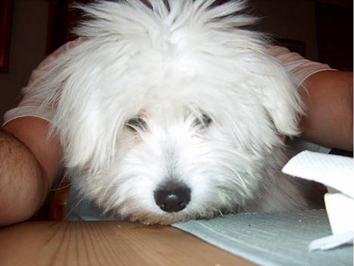 Coton de tulear coci  (rip) - er jeg ikke bare charmerende... billede 1