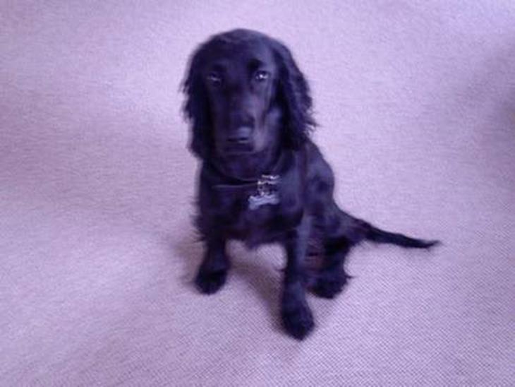Cocker spaniel Django billede 1