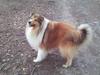 Collie langhåret DOW Golden Star