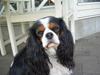 Cavalier king charles spaniel Mille