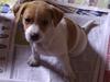 Blanding af racer Cocio [Tidl. hund]