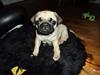 Mops Tito