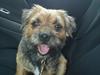 Border terrier Trunte