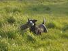 Labrador retriever Murphy [Tidl. hund]