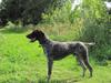 Korthåret hønsehund Bækken´s Dusty [Tidl. hund]