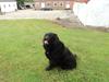 Flat coated retriever bamse