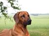 Rhodesian ridgeback (Bhara Bhara) Zibonille