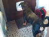 Rottweiler Samson [ Himmelhund]