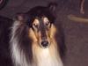 Collie langhåret Gucci    RIP
