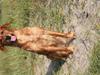 Golden retriever Aya