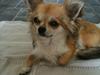 Chihuahua Molly