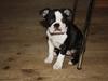 Boston terrier Hector