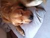 Golden retriever Caesar