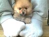 Pomeranian Nala