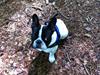 Fransk bulldog Albert