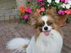 Papillon Futte