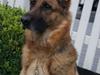 Schæferhund Zita (chefen) [ Himmelhund]
