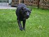 Labrador retriever Hølyst´s Amica R.I.P