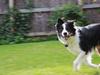 Border collie Mowgli