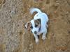 Jack russell terrier Maggie