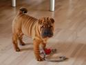 Shar pei Cherry Kiss