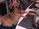 Border terrier Fiona Abigail