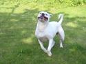 Amerikansk bulldog Sisse
