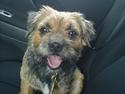 Border terrier Trunte