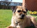 Border terrier Skarreklit Felix